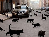 черные кошки